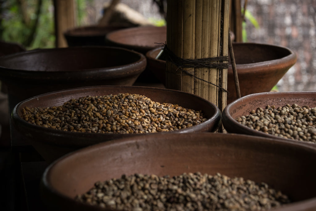 Arabica vs Robusta - What is The Difference?