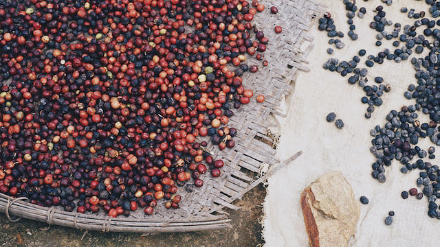 Coffee Processing Methods. Coffee cherries. Coffee green beans.