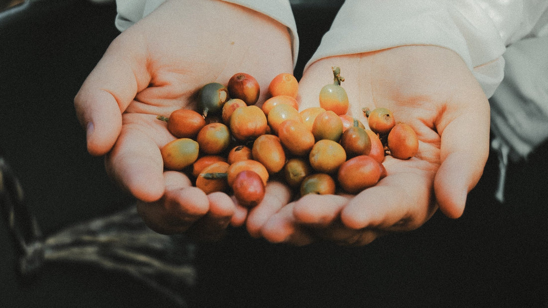 Both hands holding coffee cherries